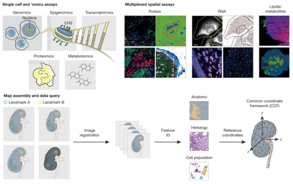 Figure of map generation and assembly across cellular and spatial scales.  HuBMAP aims to produce an atlas in which users can refer to a histological slide from a specific part of an organ and, in any given cell, understand its contents on multiple ’omic levels—genomic, epigenomic, transcriptomic, proteomic, and/or metabolomic.