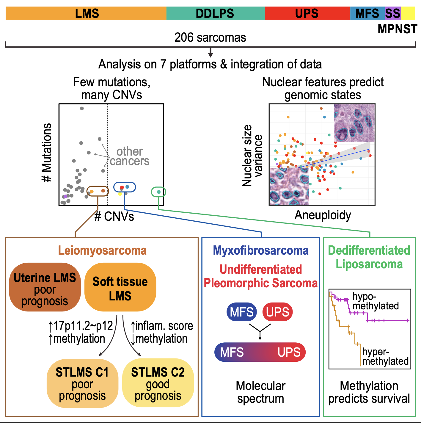 graphical abstract: A study of 206 sarcomas links genetic features to prognosis across LMS, MFS, UPS, and DDLPS subtypes.