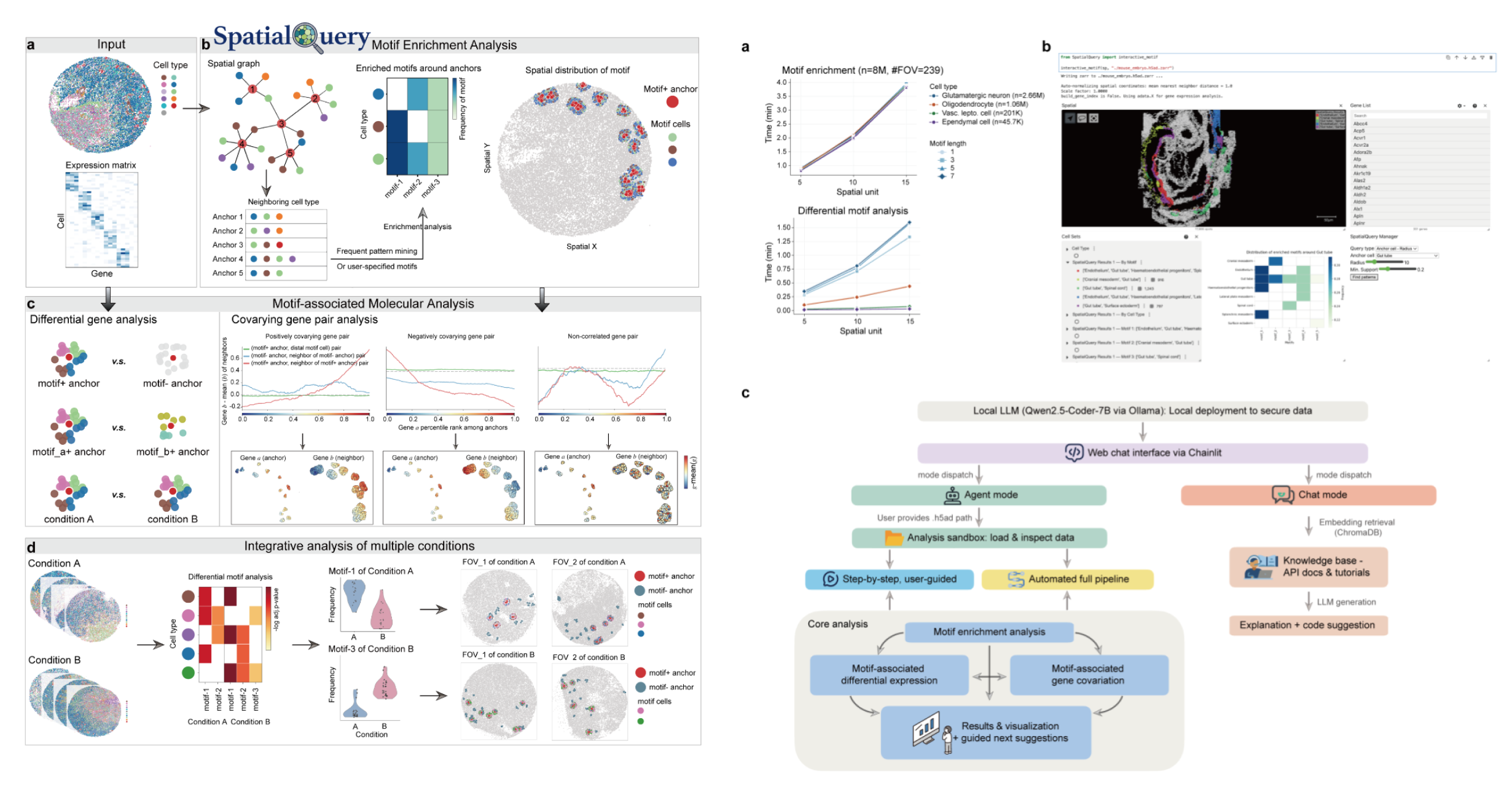 Figures 1 and 6. Figure 1 is a schematic of the inputs, analysis methods, and outputs of the method. The required inputs are the cell coordinates and cell type annotations. The motif enrichment analysis method identifies enriched motifs and their member cell types. The differential gene analysis requires the cell-by-gene expression matrix as input and enables comparisons such as cells within a motif nearby a specified cell type vs. cells not contained in the motif nearby the specified cell type, cells within motif A nearby a specified cell type vs. cells within motif B nearby the specified cell type, or motif member cells in samples with condition A vs. motif member cells in samples with condition B. Finally, SpatialQuery can identify pairs of genes that covary together (positively or negatively). In Python notebooks, Vitessce can be used to trigger SpatialQuery analyses and display the resulting motifs.