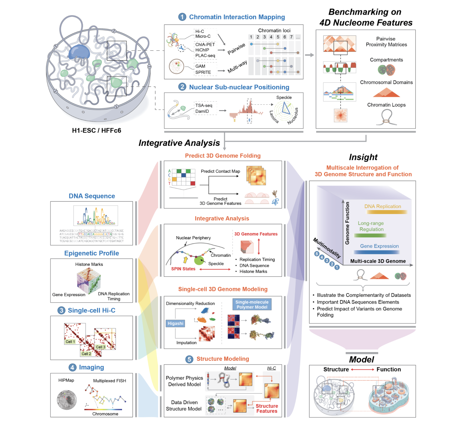 Graphical abstract. Overview of 4D Nucleome project, integrating chromatin interaction mapping, nuclear positioning, imaging, single-cell Hi-C, and structure modeling to analyze 3D genome organization and function.