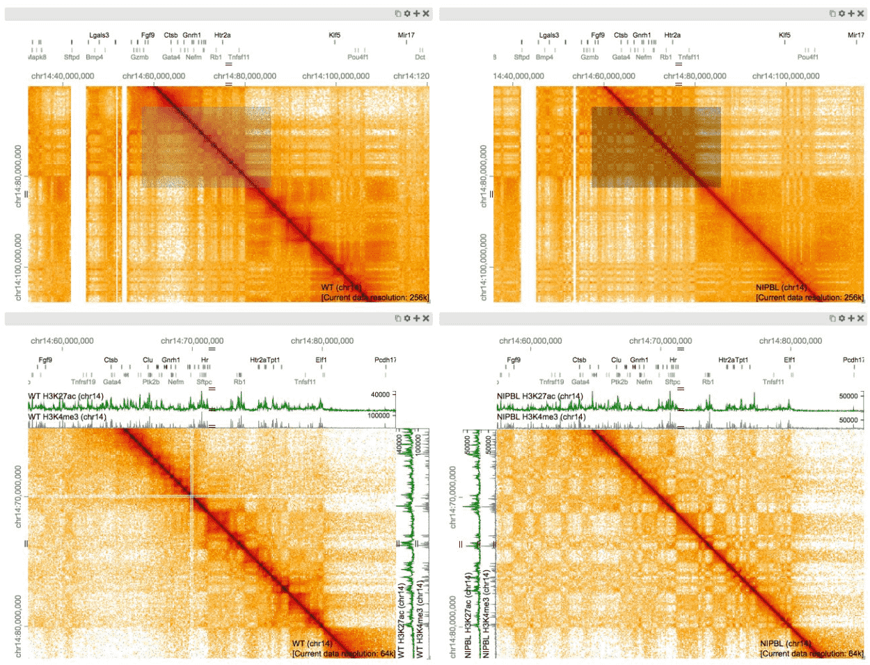 Screenshot of the interactive visualization tool HiGlass showing a grid of four heatmaps that display genome contact matrices.