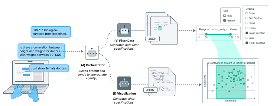 The schematic figure illustrates how user queries flow through a multi-agent system that generates filters and visualizations, producing interactive system outputs. On the left, a user enters natural-language queries the example query is "Is there a correlation between height and weight for donors with weight between 30-130?" These inputs are routed to an orchestrator agent, which forwards them to specialized agents one that can filter data and one that can produce visualizations. The filter agent produces JSON filter specifications (e.g., limiting donor weight between 30–130), while the visualization agent produces JSON chart specifications. Both outputs are sent to the system for rendering. The system output on the right shows a scatterplot of donor height versus weight, the data shows the same filter of donor weight between 30-130.