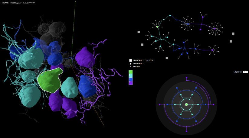 Nexus provides a multi-scale visualization of connectivity to support tissue analysis by integrating spatial and network-based
perspectives. The left side of the panel presents a 3D segmentation of glomeruli and their associated nerve structures, with colors indicating the degree of neighborhood connectivity. The top-right side of the panel represents the connectivity graph, abstracting nerve-glomeruli interactions into a node-link representation. The bottom-right panel shows an ego network, focusing on a selected glomerulus (indicated with green across views) to reveal its local and extended connectivity within the neural landscape.