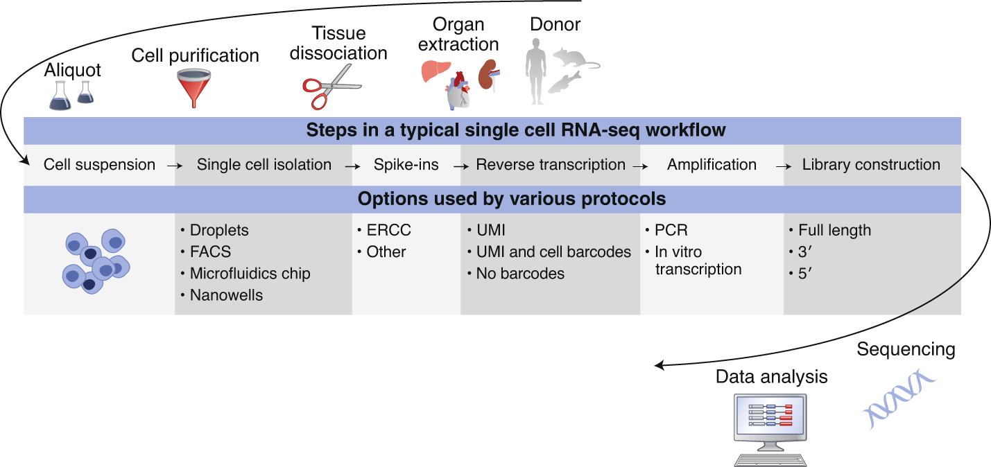 A flowchart which shows the workflow of a typical single-cell RNA-seq experiment.