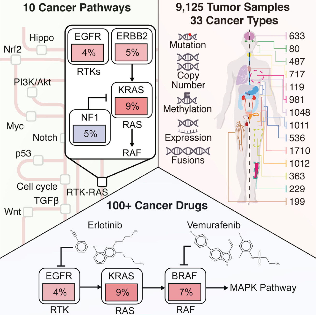 graphical abstract, indicates key pathways, drugs, and number of tumor samples with source organs