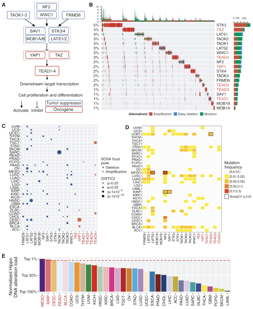 Composition of 5 figures, A shows schematic pathway, B shows waterfall plots of gene mutation and copy number alteration, C shows dotplot of oncogenes tumor suppressors, D shows mutation frequency heatmap of Hippo pathway core genes, E shows barchart of hippo pathway DNA alteration load