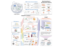 Publication page for "An integrated view of the structure and function of the human 4D nucleome"