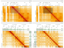 HiGlass provides synchronized navigation of multiple views showing matrices from different experimental conditions, types or cell lines. Screenshot of the interactive visualization tool HiGlass showing a grid of four heatmaps that display genome contact matrices.