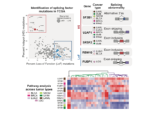 Publication page for "Somatic Mutational Landscape of Splicing Factor Genes and Their Functional Consequences across 33 Cancer Types"